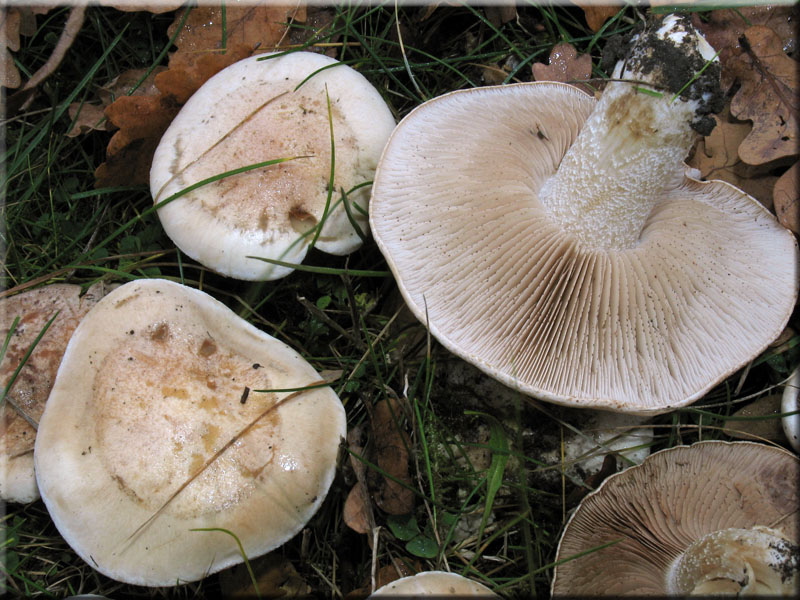 Tongrauer Trnen-Flbling - Hebeloma crustuliniforme