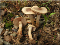 Dunkelscheibiger Fälbling - Hebeloma mesophaeum