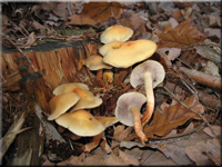 Hypholoma capnoides