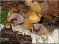 Rauchblttriger Schwefelkopf - Hypholoma capnoides