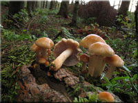 Rauchblttriger Schwefelkopf - Hypholoma capnoides