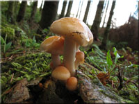 Rauchblttriger Schwefelkopf - Hypholoma capnoides