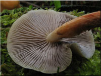 Rauchblttriger Schwefelkopf - Hypholoma capnoides
