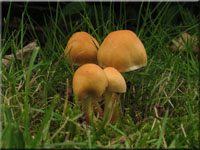 Grnblttriger Schwefelkopf - Hypholoma fasciculare 