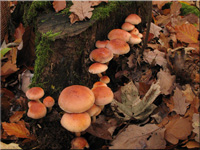 Hypholoma lateritium