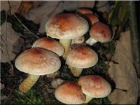 Hypholoma lateritium