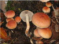 Hypholoma lateritium