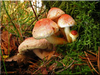 Hypholoma lateritium