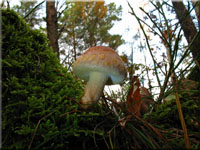 Hypholoma lateritium