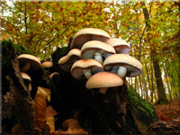 Hypholoma lateritium