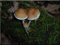 Hypholoma marginatum 