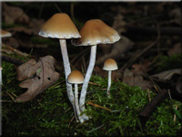 Hypholoma marginatum 