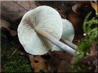 Hypholoma marginatum 