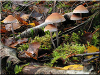 Hypholoma marginatum 