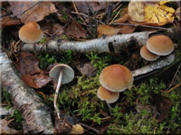 Hypholoma marginatum 