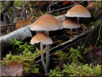 Hypholoma marginatum 