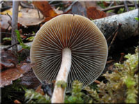 Hypholoma marginatum 