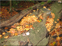 Stockschwmmchen - Kueneromyces mutabilis