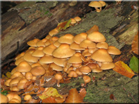 Stockschwämmchen - Kueneromyces mutabilis