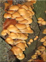 Stockschwmmchen - Kueneromyces mutabilis