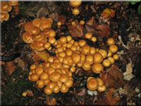 Stockschwmmchen - Kueneromyces mutabilis
