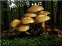 Stockschwmmchen - Kueneromyces mutabilis