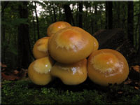 Stockschwmmchen - Kueneromyces mutabilis
