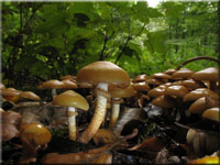 Stockschwmmchen - Kueneromyces mutabilis