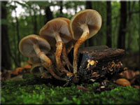 Stockschwmmchen - Kueneromyces mutabilis