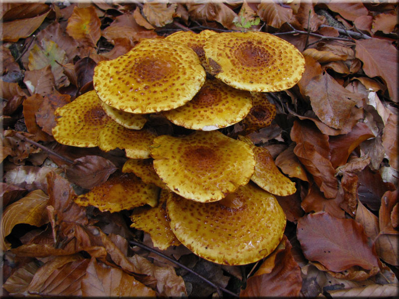 Goldfell-Schppling - Pholiota cerifera