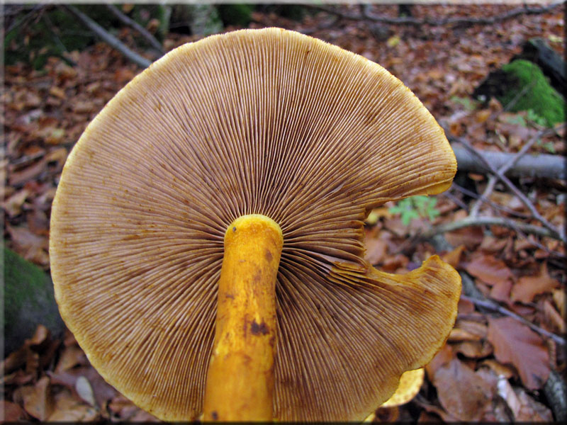 Goldfell-Schppling - Pholiota cerifera