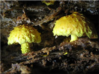 Feuer-Schppling - Pholiota flammans 