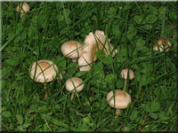 Gummi-Schppling - Pholiota gummosa