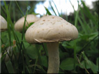 Gummi-Schppling - Pholiota gummosa