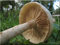 Gummi-Schppling - Pholiota gummosa