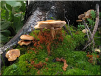 Kohlen-Schüppling - Pholiota highlandensis