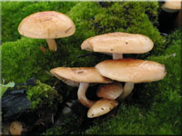 Kohlen-Schppling - Pholiota highlandensis