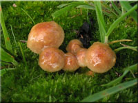 Kohlen-Schppling - Pholiota highlandensis