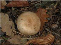 Tonfalber Schüppling - Pholiota lenta