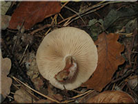 Tonfalber Schppling - Pholiota lenta