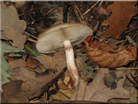 Tonfalber Schppling - Pholiota lenta