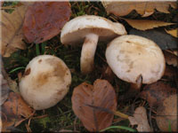 Tonfalber Schppling - Pholiota lenta