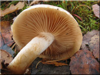 Tonfalber Schppling - Pholiota lenta