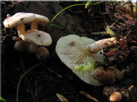 Seidiger Schppling - Pholiota scamba