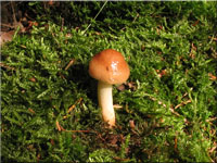 Nadelholz-Schppling - Pholiota spumosa