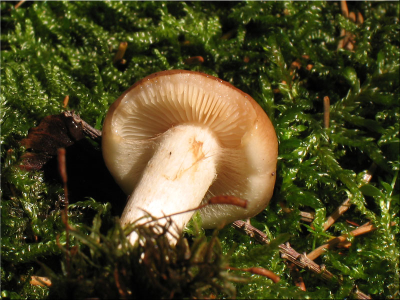 Nadelholz-Schppling - Pholiota spumosa