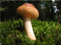 Nadelholz-Schppling - Pholiota spumosa