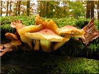 Nadelholz-Schüppling - Pholiota spumosa
