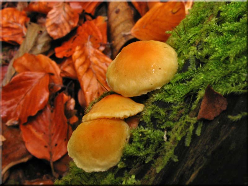 Nadelholz-Schppling - Pholiota spumosa