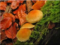 Nadelholz-Schppling - Pholiota spumosa